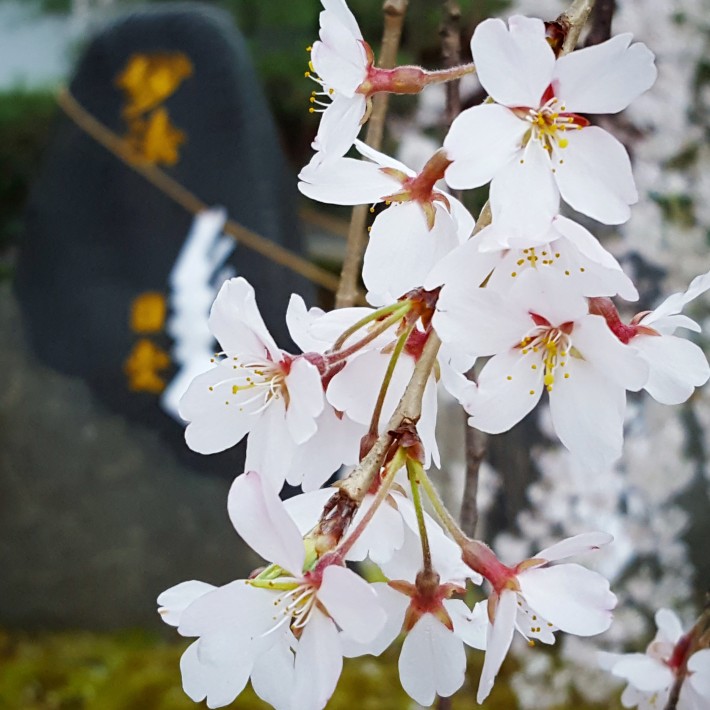 IMG_20170407_134205_156[1]